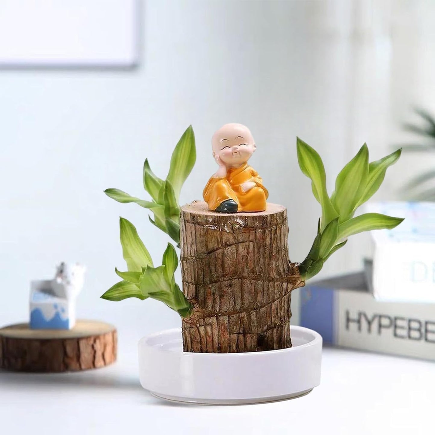 Homecare™ Brazilian Lucky Wood Plant 🪴 | Free Basin & Little Monk 🆓