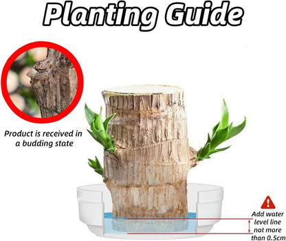 Homecare™ Brazilian Lucky Wood Plant 🪴 | Free Basin & Little Monk 🆓