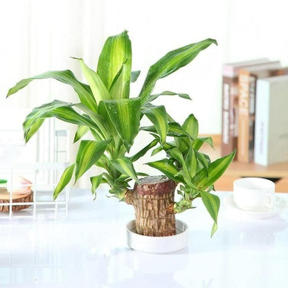 Homecare™ Brazilian Lucky Wood Plant 🪴 | Free Basin & Little Monk 🆓