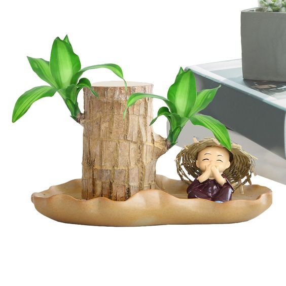 Homecare™ Brazilian Lucky Wood Plant 🪴 | Free Basin & Little Monk 🆓