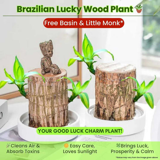 Homecare™ Brazilian Lucky Wood Plant 🪴 | Free Basin & Little Monk 🆓