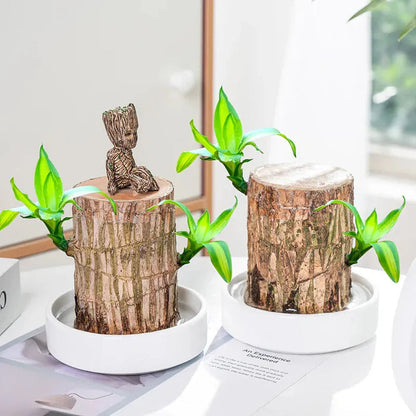 Homecare™ Brazilian Lucky Wood Plant 🪴 | Free Basin & Little Monk 🆓