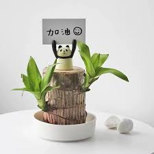 Homecare™ Brazilian Lucky Wood Plant 🪴 | Free Basin & Little Monk 🆓